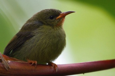 Sunburd(juvenile)